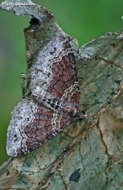 Rūdžiajuostė cidarija - Xanthorhoe ferrugata | Fotografijos autorius : Gintautas Steiblys | © Macronature.eu | Macro photography web site