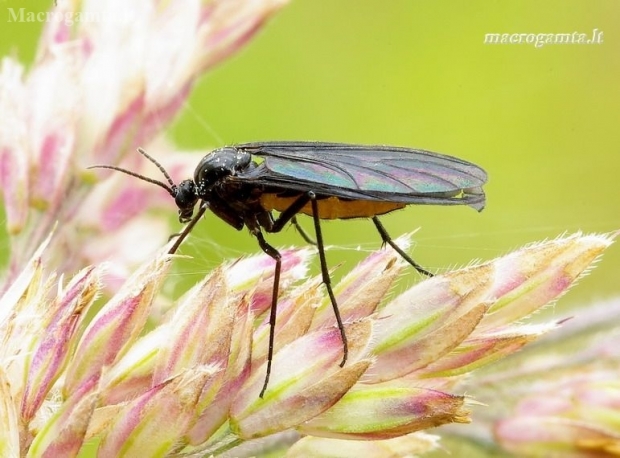 Dark-winged fungus gnat - Sciara analis | Fotografijos autorius : Romas Ferenca | © Macronature.eu | Macro photography web site