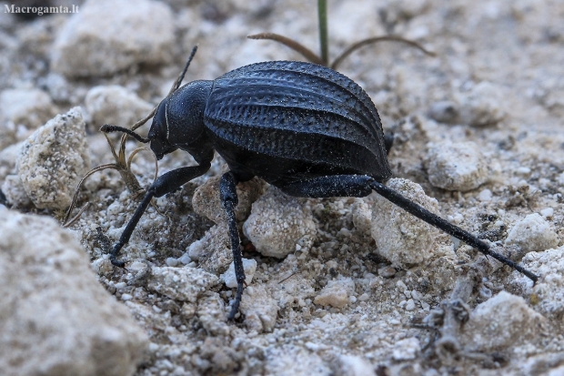 Darkling Beetle - Adesmia dilatata | Fotografijos autorius : Gintautas Steiblys | © Macronature.eu | Macro photography web site