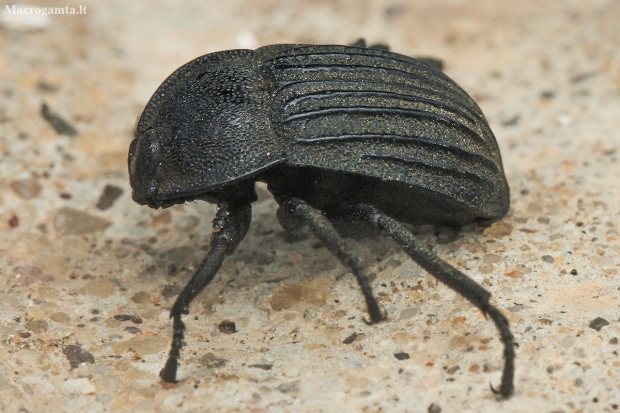 Darkling Beetle - Alphasida cf. chauveneti | Fotografijos autorius : Gintautas Steiblys | © Macronature.eu | Macro photography web site