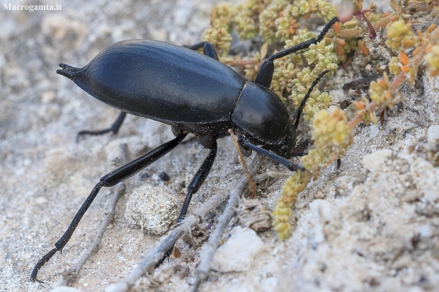 Darkling Beetle - Blaps plana | Fotografijos autorius : Gintautas Steiblys | © Macronature.eu | Macro photography web site