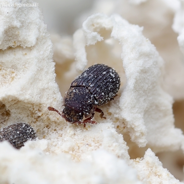 Darkling Beetle - Eledona agricola | Fotografijos autorius : Romas Ferenca | © Macronature.eu | Macro photography web site