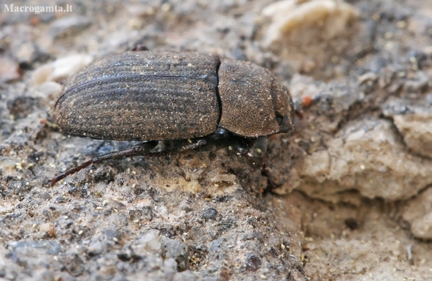 Darkling Beetle - Gonocephalum sp. | Fotografijos autorius : Gintautas Steiblys | © Macronature.eu | Macro photography web site