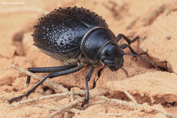 Darkling Beetle - Pimelia confusa | Fotografijos autorius : Gintautas Steiblys | © Macronature.eu | Macro photography web site