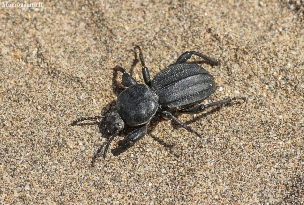 Darkling Beetle - Scaurus gigas | Fotografijos autorius : Vytautas Tamutis | © Macronature.eu | Macro photography web site