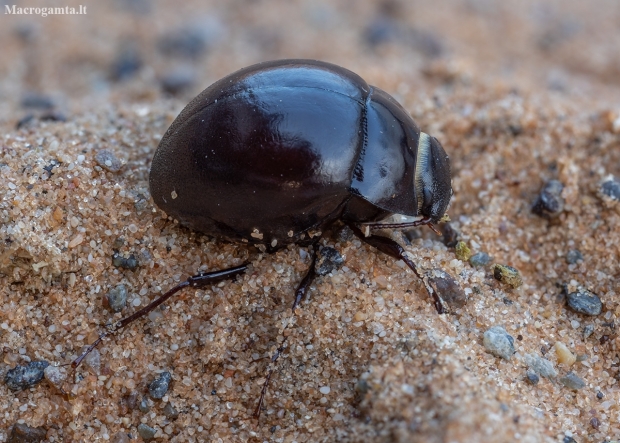 Darkling beetle - Apentanodes sp. | Fotografijos autorius : Žilvinas Pūtys | © Macronature.eu | Macro photography web site