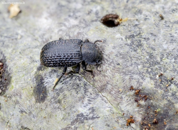Darkling beetle - Bolitophagus reticulatus  | Fotografijos autorius : Kazimieras Martinaitis | © Macronature.eu | Macro photography web site