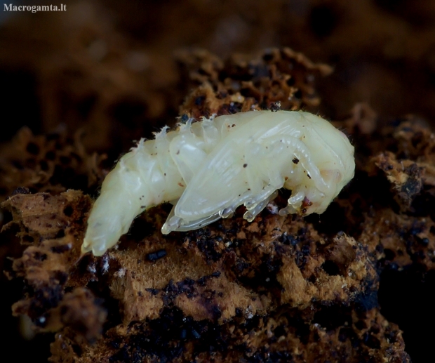 Darkling beetle - Bolitophagus reticulatus, pupa | Fotografijos autorius : Romas Ferenca | © Macronature.eu | Macro photography web site