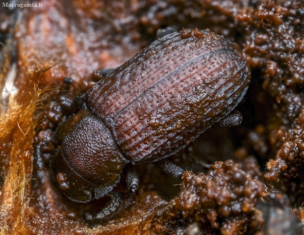 Darkling beetle - Bolitophagus reticulatus | Fotografijos autorius : Kazimieras Martinaitis | © Macrogamta.lt | Šis tinklapis priklauso bendruomenei kuri domisi makro fotografija ir fotografuoja gyvąjį makro pasaulį.