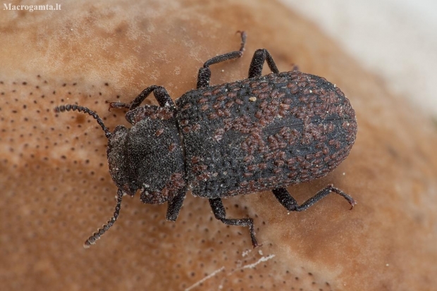 Darkling beetle - Bolitophagus reticulatus | Fotografijos autorius : Žilvinas Pūtys | © Macronature.eu | Macro photography web site