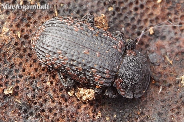 Darkling beetle - Bolitophagus reticulatus | Fotografijos autorius : Algirdas Vilkas | © Macronature.eu | Macro photography web site