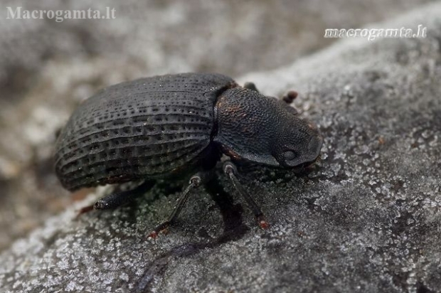 Kempininis juodvabalis - Bolitophagus reticulatus | Fotografijos autorius : Gintautas Steiblys | © Macronature.eu | Macro photography web site