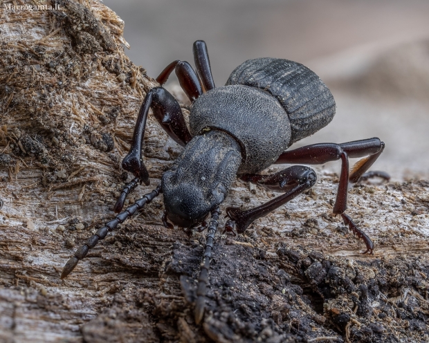 Juodvabalis - Cephalostenus demaisoni ♂ | Fotografijos autorius : Žilvinas Pūtys | © Macrogamta.lt | Šis tinklapis priklauso bendruomenei kuri domisi makro fotografija ir fotografuoja gyvąjį makro pasaulį.