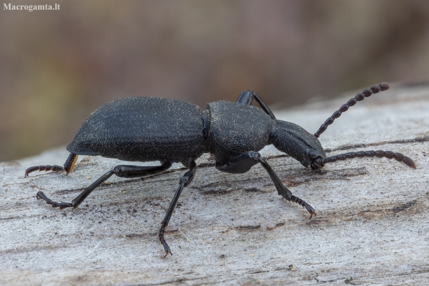 Darkling beetle - Cephalostenus orbicollis | Fotografijos autorius : Žilvinas Pūtys | © Macronature.eu | Macro photography web site