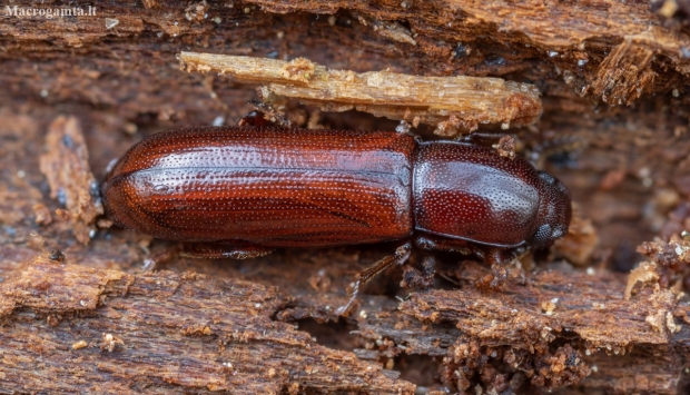 Darkling beetle - Corticeus unicolor | Fotografijos autorius : Žilvinas Pūtys | © Macronature.eu | Macro photography web site