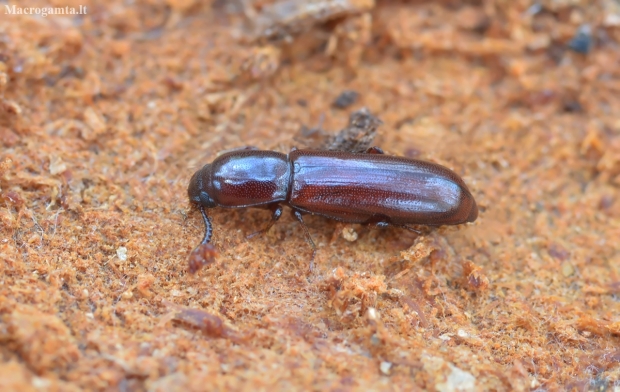 Darkling beetle - Corticeus unicolor | Fotografijos autorius : Kazimieras Martinaitis | © Macronature.eu | Macro photography web site