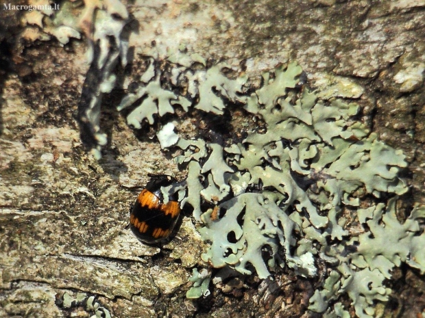 Darkling beetle - Diaperis boleti | Fotografijos autorius : Vidas Brazauskas | © Macronature.eu | Macro photography web site
