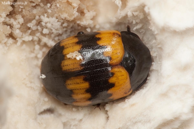 Darkling beetle - Diaperis boleti | Fotografijos autorius : Žilvinas Pūtys | © Macronature.eu | Macro photography web site