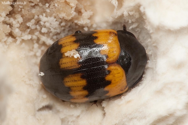 Raštuotasis juodvabalis - Diaperis boleti | Fotografijos autorius : Žilvinas Pūtys | © Macronature.eu | Macro photography web site