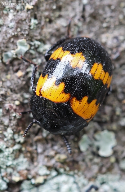 Darkling beetle - Diaperis boleti | Fotografijos autorius : Gintautas Steiblys | © Macronature.eu | Macro photography web site