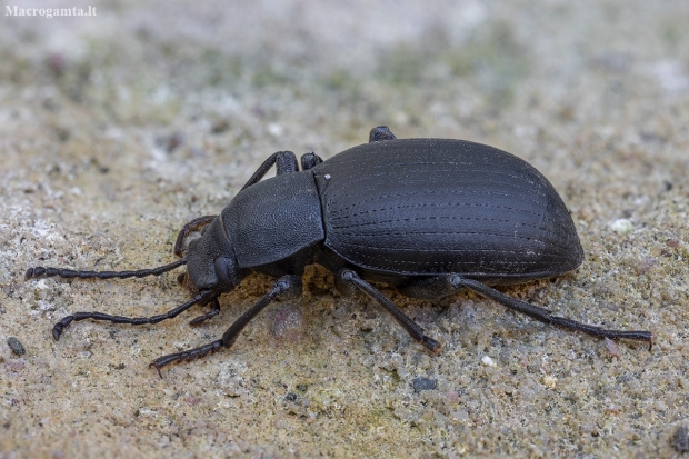 Darkling beetle - Euboeus sp. | Fotografijos autorius : Žilvinas Pūtys | © Macronature.eu | Macro photography web site