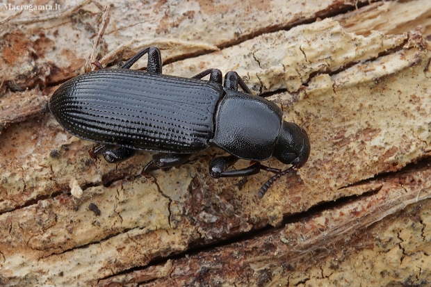 Darkling beetle - Menephilus cylindricus | Fotografijos autorius : Gintautas Steiblys | © Macronature.eu | Macro photography web site