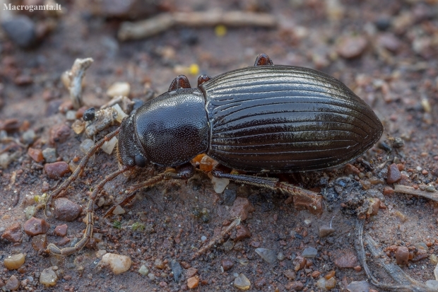 Darkling beetle - Stenohelops (Helopelius) sp. | Fotografijos autorius : Žilvinas Pūtys | © Macronature.eu | Macro photography web site