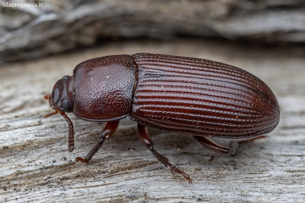 Darkling beetle - Uloma cypraea | Fotografijos autorius : Žilvinas Pūtys | © Macrogamta.lt | Šis tinklapis priklauso bendruomenei kuri domisi makro fotografija ir fotografuoja gyvąjį makro pasaulį.