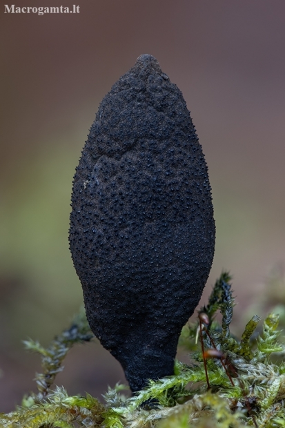 Dead man's fingers - Xylaria polymorpha | Fotografijos autorius : Žilvinas Pūtys | © Macronature.eu | Macro photography web site