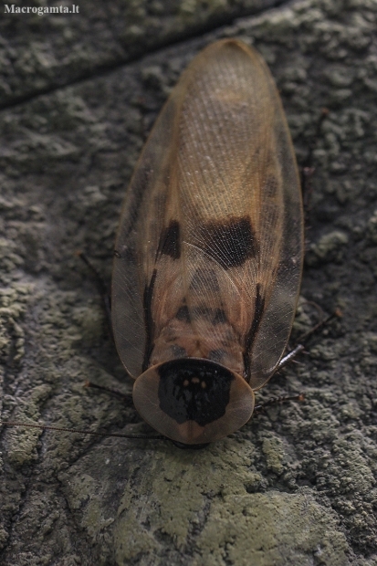 Death's head cockroach - Blaberus craniifer | Fotografijos autorius : Gintautas Steiblys | © Macronature.eu | Macro photography web site
