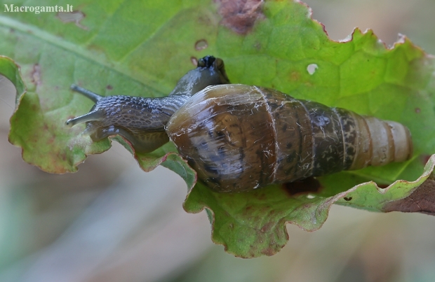 Decollate Snail - Rumina decollata, juv. | Fotografijos autorius : Gintautas Steiblys | © Macronature.eu | Macro photography web site