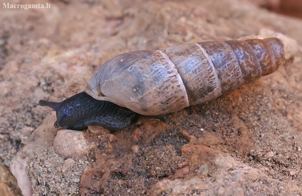 Decollate Snail - Rumina decollata | Fotografijos autorius : Gintautas Steiblys | © Macronature.eu | Macro photography web site