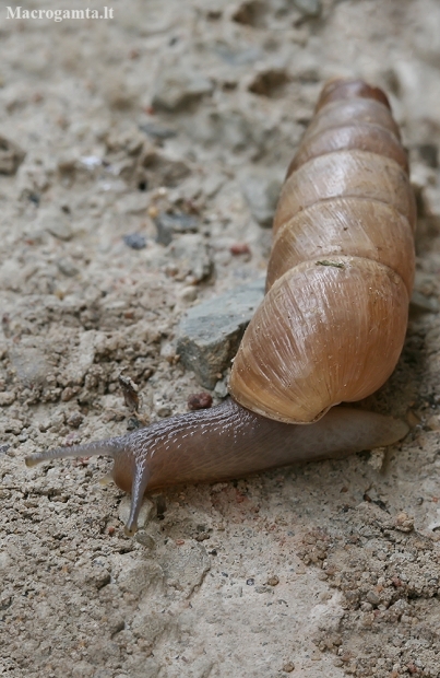 Decollate Snail - Rumina decollata | Fotografijos autorius : Gintautas Steiblys | © Macronature.eu | Macro photography web site