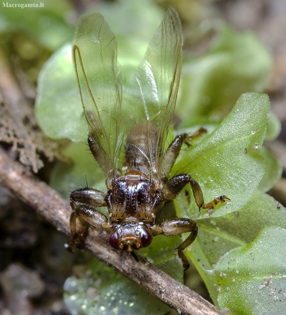 Briedmusė - Lipoptena cervi | Fotografijos autorius : Kazimieras Martinaitis | © Macronature.eu | Macro photography web site