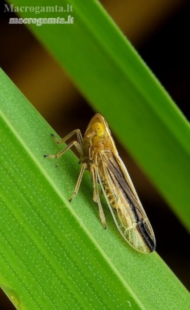 Delphacid planthopper - Stenocranus minutus | Fotografijos autorius : Romas Ferenca | © Macronature.eu | Macro photography web site