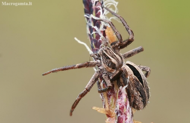 Diamond-backed spider - Thanatus formicinus | Fotografijos autorius : Gintautas Steiblys | © Macronature.eu | Macro photography web site