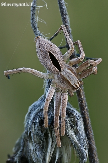 Diamond-backed spider - Thanatus formicinus | Fotografijos autorius : Gintautas Steiblys | © Macronature.eu | Macro photography web site