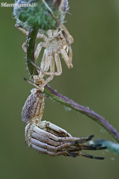 Diamond-backed spider - Thanatus formicinus | Fotografijos autorius : Gintautas Steiblys | © Macronature.eu | Macro photography web site