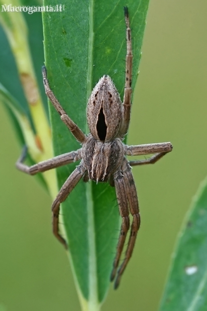 Diamond-backed spider - Thanatus formicinus | Fotografijos autorius : Gintautas Steiblys | © Macronature.eu | Macro photography web site