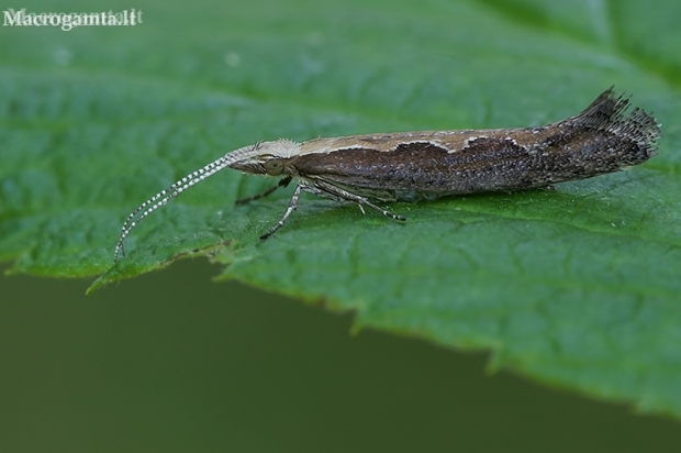 Diamondback moth - Plutella xylostella  | Fotografijos autorius : Gintautas Steiblys | © Macronature.eu | Macro photography web site