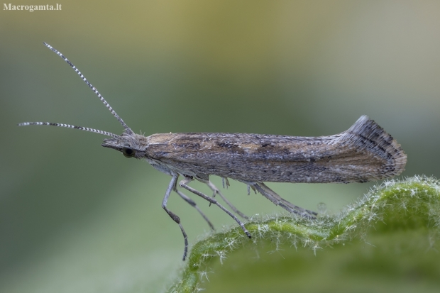 Diamondback moth - Plutella xylostella | Fotografijos autorius : Žilvinas Pūtys | © Macronature.eu | Macro photography web site