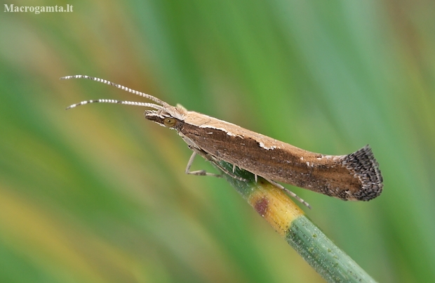 Diamondback moth - Plutella xylostella | Fotografijos autorius : Gintautas Steiblys | © Macronature.eu | Macro photography web site