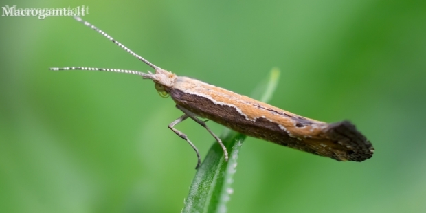 Diamondback moth - Plutella xylostella | Fotografijos autorius : Oskaras Venckus | © Macronature.eu | Macro photography web site