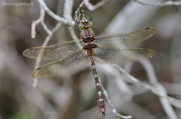 Didymops transversa, patinas | Fotografijos autorius : Deividas Makavičius | © Macrogamta.lt | Šis tinklapis priklauso bendruomenei kuri domisi makro fotografija ir fotografuoja gyvąjį makro pasaulį.