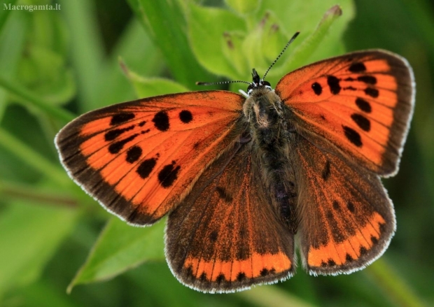 Didysis auksinukas - Lycaena dispar | Fotografijos autorius : Ramunė Vakarė | © Macrogamta.lt | Šis tinklapis priklauso bendruomenei kuri domisi makro fotografija ir fotografuoja gyvąjį makro pasaulį.