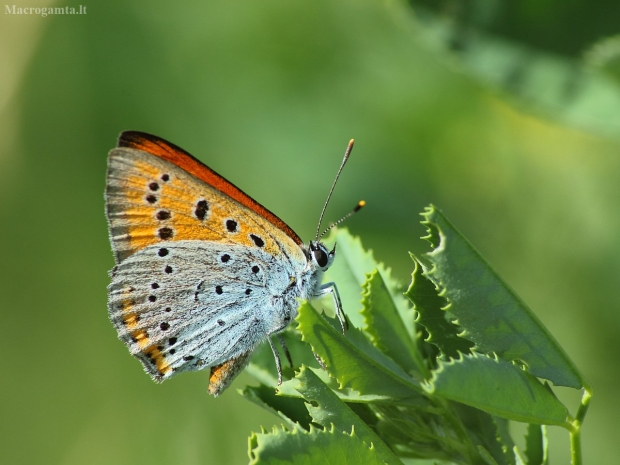 Didysis auksinukas - Lycaena dispar | Fotografijos autorius : Vidas Brazauskas | © Macrogamta.lt | Šis tinklapis priklauso bendruomenei kuri domisi makro fotografija ir fotografuoja gyvąjį makro pasaulį.