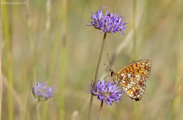 Pievinis perlinukas - Boloria selene | Fotografijos autorius : Rasa Gražulevičiūtė | © Macrogamta.lt | Šis tinklapis priklauso bendruomenei kuri domisi makro fotografija ir fotografuoja gyvąjį makro pasaulį.