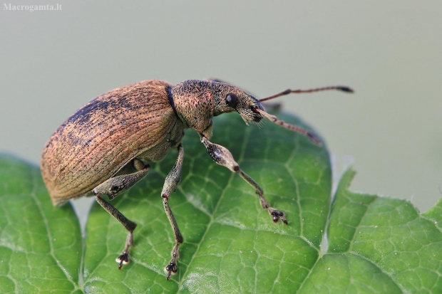 Dilgėlinis lapinukas - Phyllobius pomaceus? | Fotografijos autorius : Agnė Našlėnienė | © Macrogamta.lt | Šis tinklapis priklauso bendruomenei kuri domisi makro fotografija ir fotografuoja gyvąjį makro pasaulį.