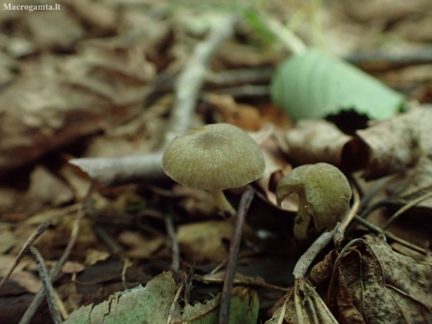 Dingy Twiglet - Simocybe centunculus | Fotografijos autorius : Vitalij Drozdov | © Macronature.eu | Macro photography web site