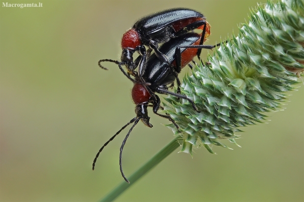 Dinoptera collaris | Fotografijos autorius : Gintautas Steiblys | © Macronature.eu | Macro photography web site